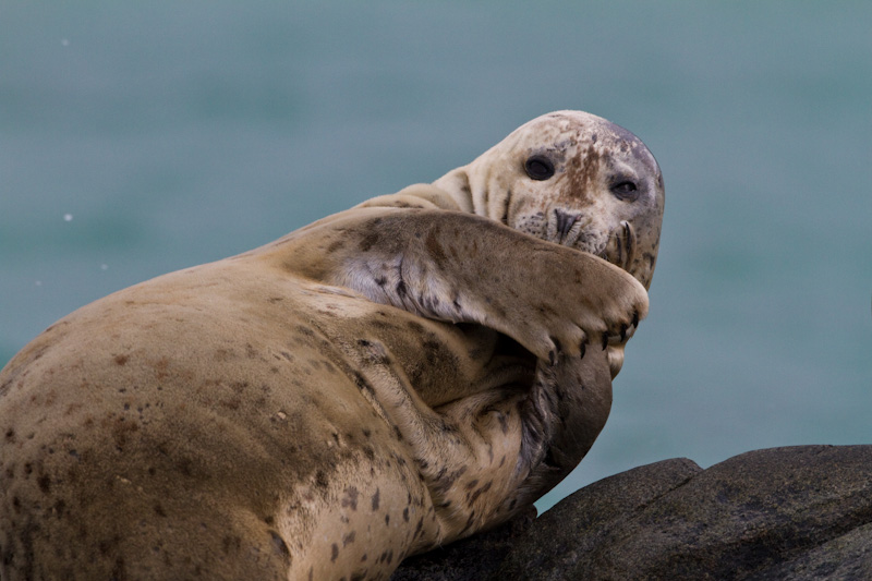 Harbor Seal